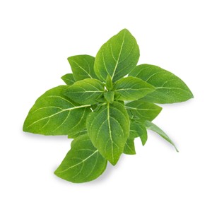Lingot® basilic fin vert bio