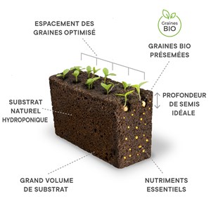 Lingot® basilic pourpre bio