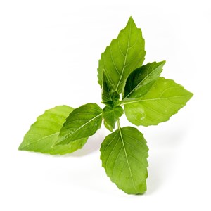 Lingot® basilic citron bio