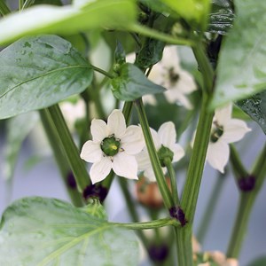 Poivron mini bell yellow - graines bio