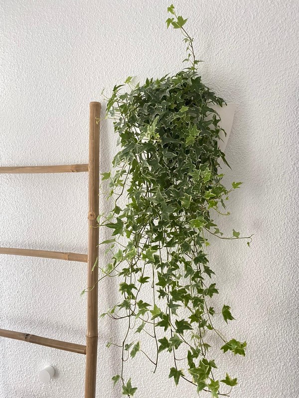 Pot mural blanc avec arrosage automatique