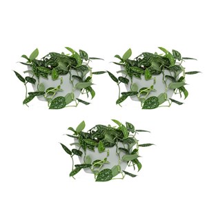 Pot mural à arrosage, gris