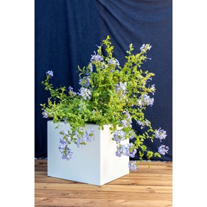 Bleuet - bac à fleurs - marron