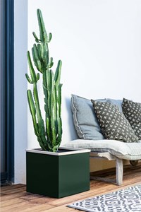 Carline - bac à fleurs - bois -vert