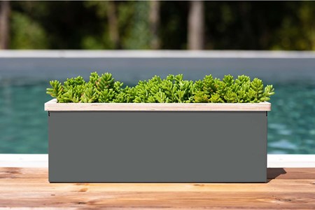 Gaillet - bac à fleurs -gris