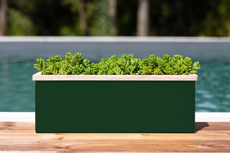 Gaillet - bac à fleurs -vert