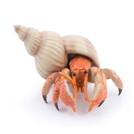 Figurine bernard l'hermite