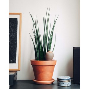 Olla pepin - terracotta
