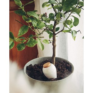 Olla pepin - vert pastel