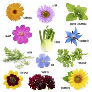 Coffret : je fais pousser mes 12 fleurs à papillons