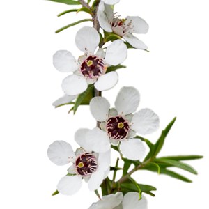 Manuka - huile essentielle bio - 5ml garantie chromacert® - chémotypée & intégra