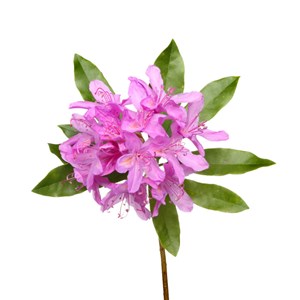 Rhododendron - huile essentielle bio - 5ml garantie chromacert® - chémotypée & i
