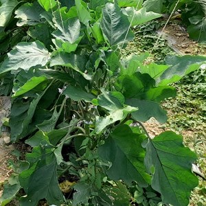 Aubergine black beauty - graines bio