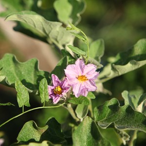 Aubergine black beauty - graines bio