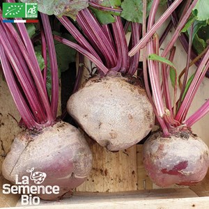 Betterave de détroit 2 - graines bio