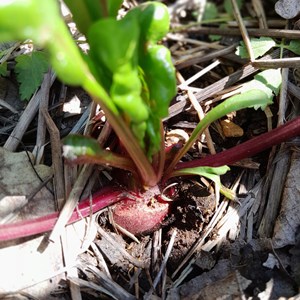 Betterave de détroit 2 - graines bio