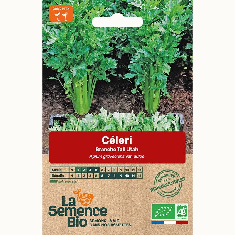 Céleri-branche tall utah - graines bio