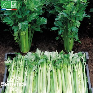 Céleri-branche tall utah - graines bio