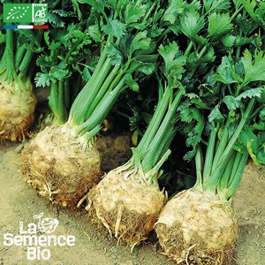 Céleri-rave prinz - graines bio
