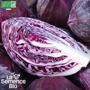 Chou cabus rouge tête noire 3 - graines