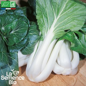 Chou de chine pak-choï taisaï - graine