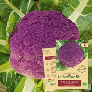 Chou-fleur violet de sicile bio