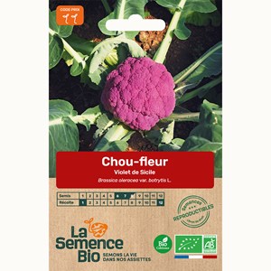 Chou-fleur violet de sicile - graines bi