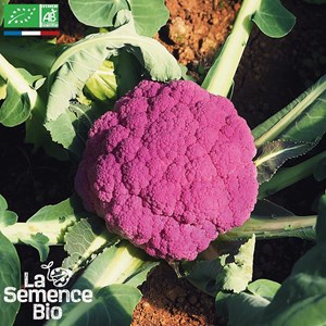 Chou-fleur violet de sicile - graines bi