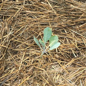 Chou-fleur violet de sicile - graines bi