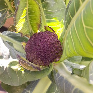 Chou-fleur violet de sicile - graines bi