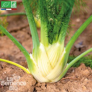 Fenouil zefa fino - graines bio