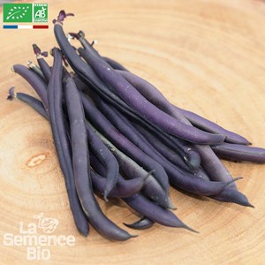 Haricot nain purple queen - graines bio