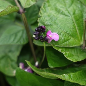 Haricot nain purple queen - graines bio