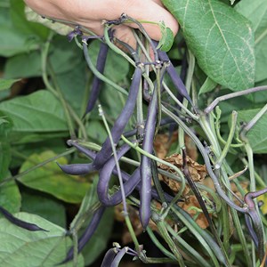 Haricot nain purple queen - graines bio