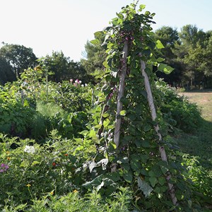 Haricot nain purple queen - graines bio