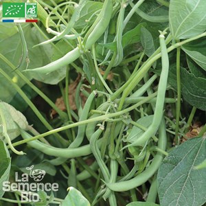 Haricot vert nain contender - graines bi