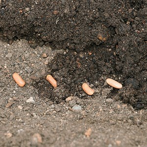 Haricot vert nain contender - graines bi