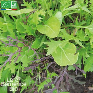 Mesclun asiatique - graines bio