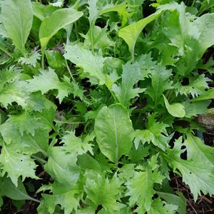 Mesclun asiatique - graines bio
