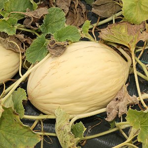 Melon douceur de l'arc - graines bio