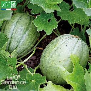 Melon vieille france - graines bio