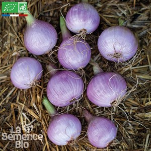 Oignon rosé d armorique - graines bio