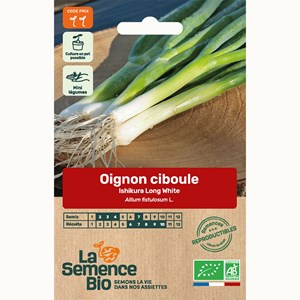 Oignon ciboule ishikura long white - gra
