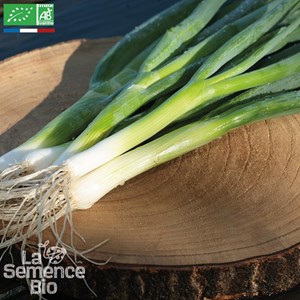 Oignon ciboule ishikura long white - gra
