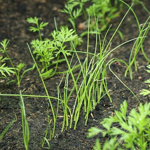 Oignon ciboule ishikura long white - gra