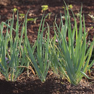 Oignon ciboule ishikura long white - gra