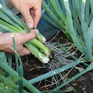 Oignon ciboule ishikura long white - gra