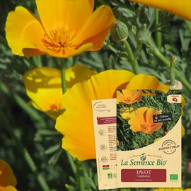 Pavot de californie - graines bio