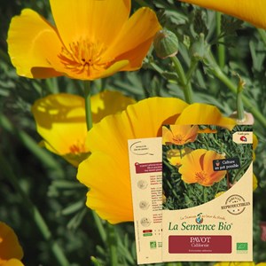 Pavot de californie bio