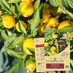 Piment bonbon pfefferoni bio